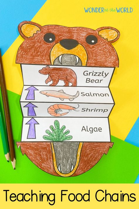 Food Chain Activities 3rd, Animal Food Chain Project, Food Chain Worksheet Free Printable, Food Chain Activities For Kids, Food Chains Activities, Food Chain Project For Kids, Food Chain Art, Forest Food Chain, Food Web Project