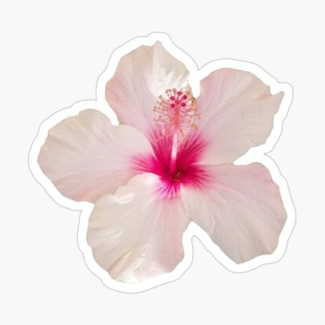 Get my art printed on awesome products. Support me at Redbubble #RBandME: https://www.redbubble.com/i/sticker/light-pink-hibiscus-flower-by-lameyadeco/164429621.EJUG5?asc=u New Sticker Design, Sticker Board Ideas, Journal Ideas Stickers, Laptop Stickers Aesthetic Ideas, Pink Journal Stickers, Y2k Stickers Aesthetic, Cool Sticker Ideas, Kawaii Stickers Aesthetic, Stickers Rosa