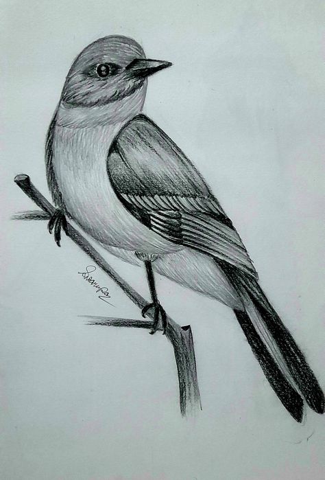 Draw Bird, Birds Art, Nature Art Painting, Bird Drawings, Bird Art, Nature Art, Pencil Drawings, Art Sketches, To Draw