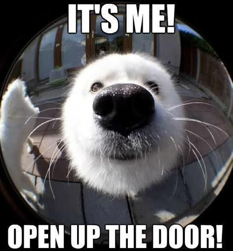 Dog with his nose up near the peep hole: It's me! Open up the door! Animal Humor, Airedale Terrier, Cane Corso, Animal Pics, Dog Memes, Animal Quotes, Funny Animal Pictures, Cocker Spaniel, Animal Memes