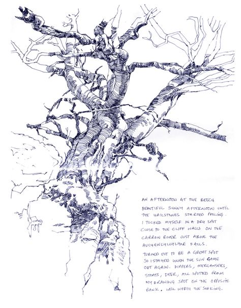 Old beech on ravine wall Tree Drawing Pen, Prince Of Persia Art, Fine Pen Art, Cliff Drawing, Roots Drawing, Hours Drawing, Tree Drawings, Richard Johnson, Tree Drawings Pencil