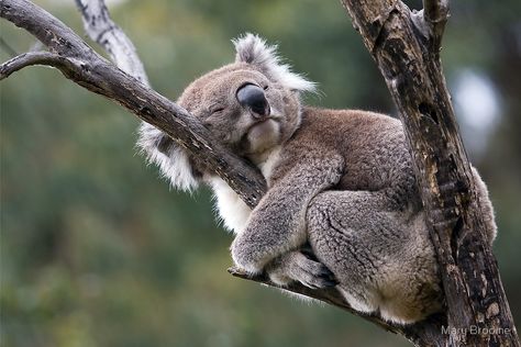 koala "Hug-a-Tree Day" by Mary Broome | Redbubble 980628 Koala Sleeping, Baby Panda Bears, Koala Bears, Baby Koala, Koala Baby, Airbrush Art, Australian Animals, Appaloosa, Cute Animal Photos