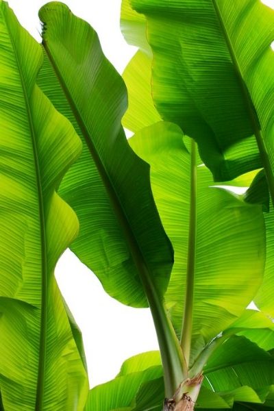 Tropical Leaf Decor, Leafy Plants, Tropical Leaf Print, Leaf Decor, Fresh Green, Banana Leaf, Green Aesthetic, Tropical Flowers, Tropical Leaves