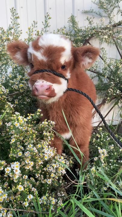 Highlands Of The Heartland on TikTok Fluffy Farm Animals, Cute Wild Animal Pictures, Pet Cows, Country Animals, Regnul Animal, Adorable Baby Animals, Garden Fashion, Mini Animals