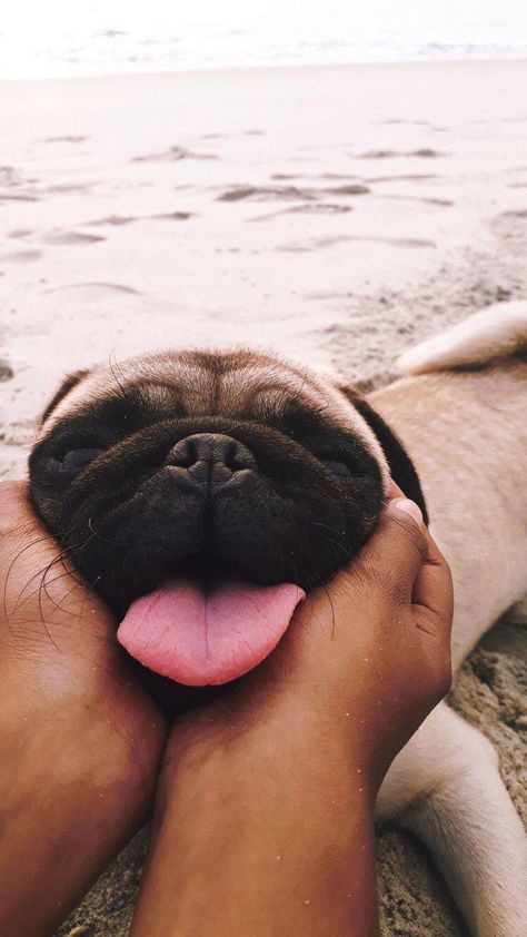 14 Reasons Why Pugs Are The Most Majestic Creatures On Earth - The Paws Cute Pugs, Puppy Care, Pug Love, Pug Life, Cute Creatures, Cute Funny Animals, Animals Friends, Cuteness Overload, F U