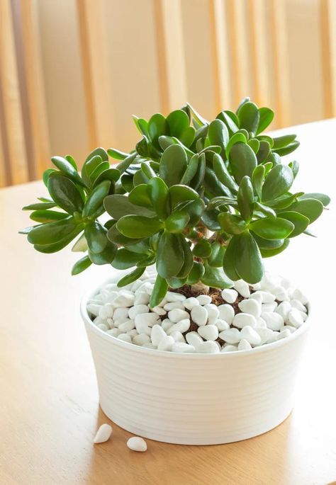 Indoor low light plants – 10 ways to add greenery to dark rooms | Feng Shui Garden Design, Jade Plant Care, Feng Shui Garden, Feng Shui Plants, Low Maintenance Indoor Plants, Dark Rooms, Lucky Bamboo Plants, Low Light Indoor Plants, Lucky Plant