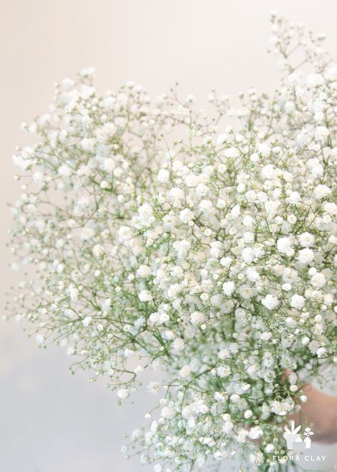 Add a delicate touch to your floral arrangements with Baby's Breath. The soft texture and full white blooms make this flower the perfect filler. Its gentle appearance adds a touch of elegance to any bouquet. Create a luxurious and sophisticated atmosphere with Baby's Breath. **All fresh cut flowers/greens are shipped in "as is" condition and may need conditioning/trimming when received** Learn how to condition your flowers/greens Product Detail Product Type: Fresh Cut Flower Color Description: W Neutral Colored Flowers, Baby Breathe Flowers, Baby’s Breath Flowers, Baby's Breath Aesthetic, Babys Breath Aesthetic, Babies Breath Bouquet, 2025 Planning, Hoco Flowers, Babies Breath Flowers