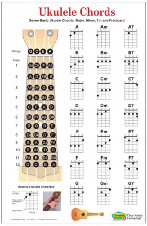 Ukulele chords #ukulelelessons Akordy Na Ukulele, Ukelele Chords Ukulele Songs, Ukulele Fingerpicking, Ukulele Songs Beginner, Music Basics, Easy Ukulele Songs, Learning Ukulele, Ukulele Art, Ukulele Chords Chart