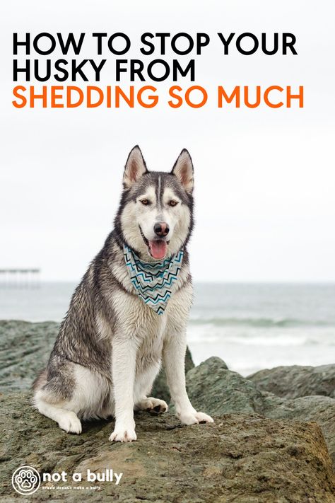 Taking steps such as regular brushing, keeping your dog hydrated, and feeding them a balanced diet can significantly reduce the amount your husky is shedding. Due to their coat type, huskies will always shed a little, but there are many techniques and tools to help keep your house mostly fur-free. Siberian Husky Aesthetic, Long Haired Husky, Husky Shedding, German Shepherd Husky, Husky Owner, Scary Dogs, Dog Essentials, My Husky, A Husky