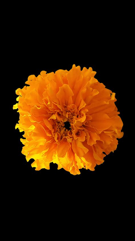 Marigold Wallpaper Iphone Wallpapers, Yellow Flower Black Background, Marigold Background, Mexicana Aesthetic, Marigold Wallpaper, Halloween Watch, Flowers On Black Background, Marigold Flowers, Indian Flowers