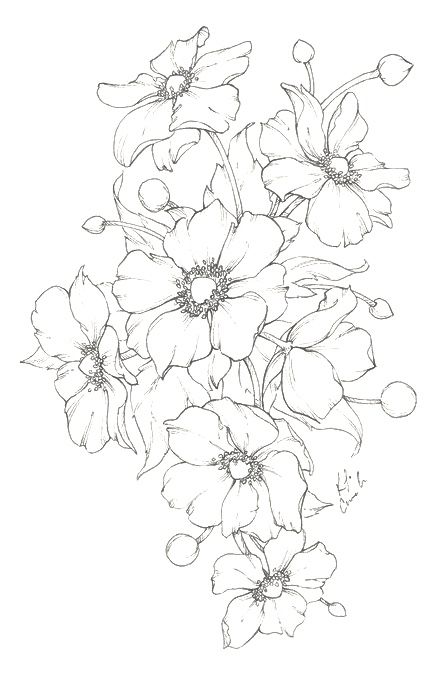 Inktober Challenge, Welcome Flowers, Japanese Anemone, Botanical Line Drawing, Flower Line Drawings, Flower Drawings, Floral Drawing, Botanical Illustrations, Garden Theme