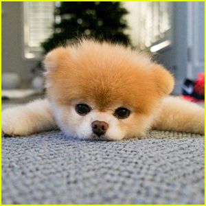 Boo Dog, Rare Dog Names, Boo The Cutest Dog, Cute Puppies Funny Memes, Cute Dog Memes, Boo The Dog, Puppy Meme, Beanie Boos, Very Cute Dogs