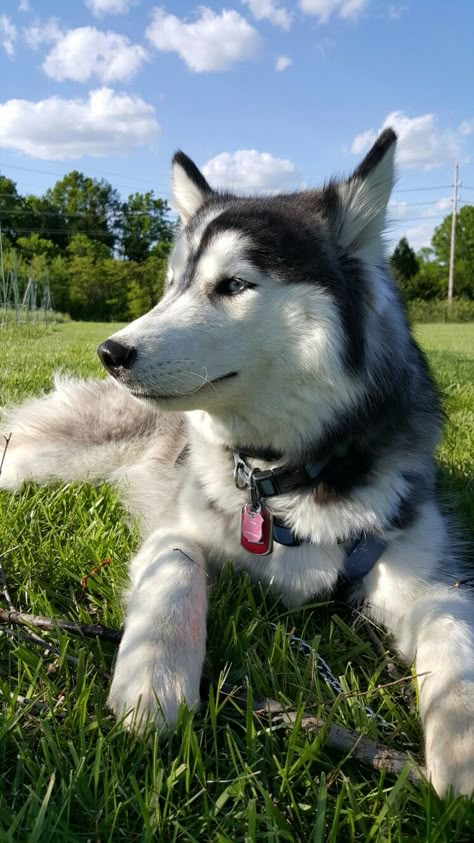 Such a pretty girl! Haski Dog, Siberian Dog, Husky Pet, Cute Husky Puppies, Puppy Dog Pictures, Husky Puppies, Cute Husky, Siberian Husky Dog, Siberian Husky Puppies