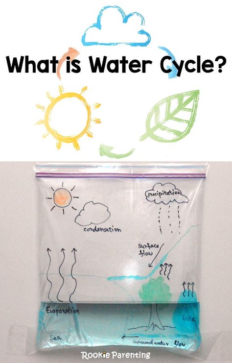 Where does water come from? Find out in this "What is Water Cycle?" Science Experiment What Is Water Cycle, Water Cycle Activities, Vetenskapliga Experiment, Cycle For Kids, Kid Science, Simple Science, 4th Grade Science, Kid Experiments, Easy Science Experiments