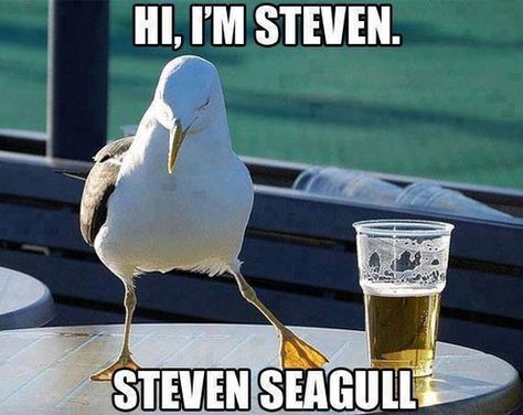 Im steven seagull Humor Animal, Glass Of Beer, Mal Humor, Demotivational Posters, 10 Funniest, Laughter Is The Best Medicine, Just Funny, Made Me Laugh, Laughing So Hard