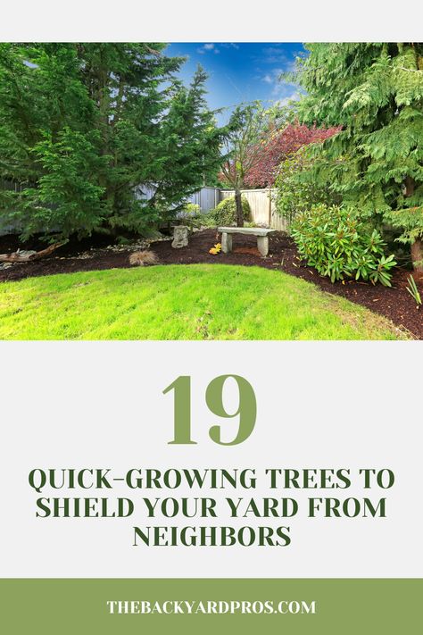 Achieve your privacy goals faster than ever with these 19 fast-growing trees! Ideal for keeping out unwanted views, they also add stunning greenery to your outdoor space. See which varieties can give you the secluded yard you’ve been dreaming of! Where To Plant Trees In Backyard, Front House Privacy Ideas, Savannah Holly Tree, Side Yard Privacy Landscaping, Landscape For Privacy Backyard, Trees For Privacy Backyards, Tree Placement In Backyard, Tree Privacy Landscaping, Tall Privacy Plants