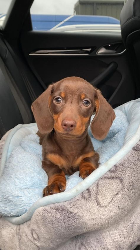 Green eye dachshund puppy #Labrador #Retriever #dog Short Haired Dachshund, Sausage Dog Puppy, Daschund Puppies, Baby Dachshund, Dachshund Funny, Dachshund Puppy Miniature, Miniature Dachshunds, Dapple Dachshund, Very Cute Dogs