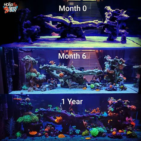 Coral Reef Fish Tank, 40 Gallon Saltwater Aquarium, 10 Gallon Saltwater Aquarium, Reef Tank Aquascaping Ideas, Saltwater Aquarium Aquascaping, Saltwater Reef Tank, Coral Reef Aquarium Saltwater Tank, Salt Water Aquarium Ideas, Small Saltwater Tank