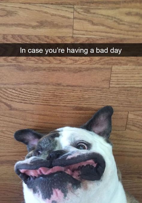 Bad Day Meme, Dog Snapchats, My Will To Live, Will To Live, List Of Animals, Teacher Inspiration, Mama Cat, Happy Things, Silly Animals