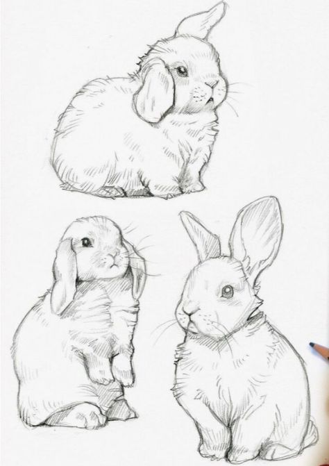 Sketches Of Rabbits, Cool Bunny Drawing, Bunny Art Reference, Bunny Sitting Drawing, Bunny Drawing Realistic, Realistic Bunny Drawing, Lop Eared Bunny Drawing, Small Bunny Drawing, Bunny Drawing Reference