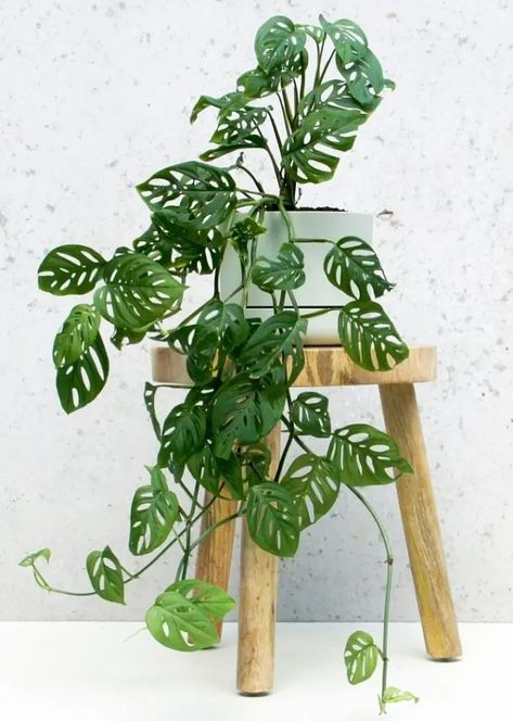 Monstera Adansonii Care, Oxalis Triangularis, Monstera Adansonii, Swiss Cheese Plant, Alpine Plants, Inside Plants, Cheese Plant, Garden Types, Monstera Plant