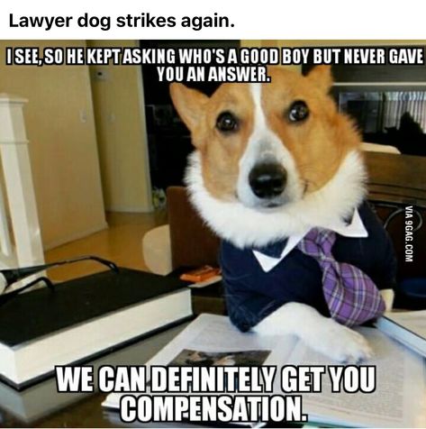 Unfortunately, my compensation will cost you 50% of your compensation in addition to my customary fee. Dog Logic, Attorney Outfit, Funny Dog Memes, Dog Rules, Funny Animal Memes, Funny Animal Pictures, Dog Memes, Happy Dogs, Animal Memes