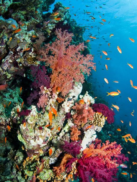 Learn the risks our world's coral reefs are facing and what they mean for our future and the future of the ocean. Beautiful Underwater, Fauna Marina, Ocean Floor, Beautiful Sea Creatures, On The Ocean, Ocean Vibes, Coral Reefs, Marine Biology, Ocean Creatures