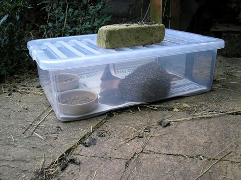 Diy Hedgehog House, Hedgehog Box, Cat Food Station, Hedgehog Food, Cat Feeding Station, Bird Feeding Station, Hedgehog House, Winter Door, A Hedgehog