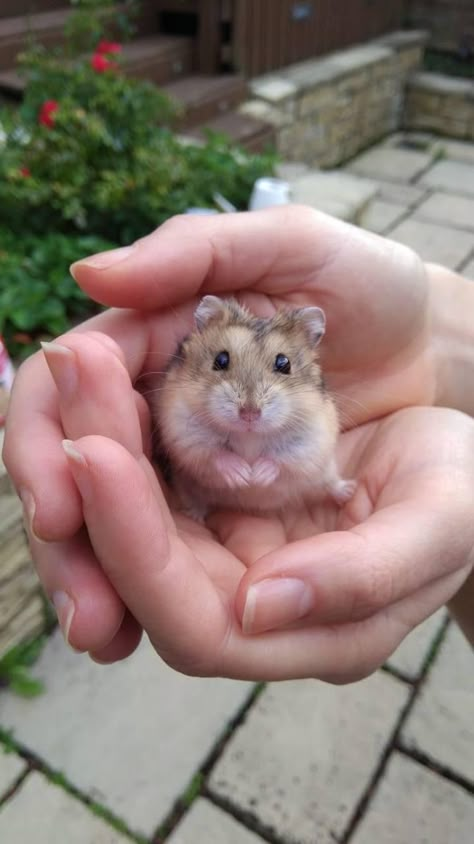 Hamster Pics, Regnul Animal, Baby Hamster, Funny Hamsters, Cute Hamster, Cute Small Animals, Cute Rats, Cute Hamsters, Pet Rats