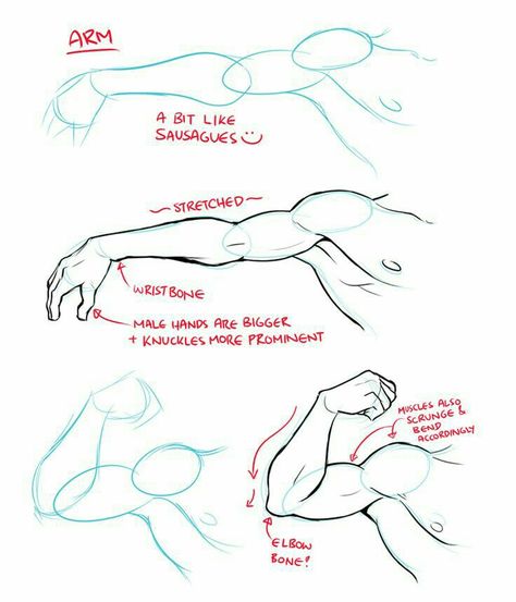 Arm, muscles, text; How to Draw Manga/Anime Anatomy Park, Arm Drawing, Drawing Hands, Anime Hands, Anatomy Tutorial, Body Drawing Tutorial, Anatomy Sketches, Body Reference Drawing, Hands Holding