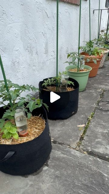 Optimistic Kitchen on Instagram: "Container gardening is a great option for those with limited growing space! I also find it to be significantly less work! If you would like to see more on container gardening, please check out the other videos that I posted this week.😁💚🌱#OptimisticKitchen #happyeating #Garden #ReduceFoodWaste #zerowaste #uppotting #containergarden #containervegetablegarden #tomatoplants" Planting Veggies In Containers, Container Vegetable Gardening, Growing Hacks, Growing Tomato, Tomatoes In Containers, Gardening Indoors, Growing Vegetables In Pots, Diy Container Gardening, Growing Tomato Plants