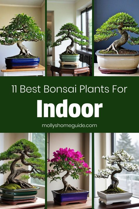 Discover the best bonsai plants for indoor spaces that are beginner-friendly and low maintenance. Learn how to care for indoor bonsai plants with our simple DIY projects and helpful tips. Find the perfect bonsai plants for your home decor and create a peaceful oasis with these beautiful green companions. Whether you're a novice or have some experience growing bonsai indoors, we have all the guidance you need to nurture these unique botanical wonders effortlessly. Explore our recommendations and Large Bonsai Tree Indoor, Best Bonsai Trees, Bonsai Plants Indoor, Willow Bonsai Tree, Ficus Tree Indoor, Large Bonsai Tree, Zen Home Office, Bonsai Kelapa, Indoor Tree Plants