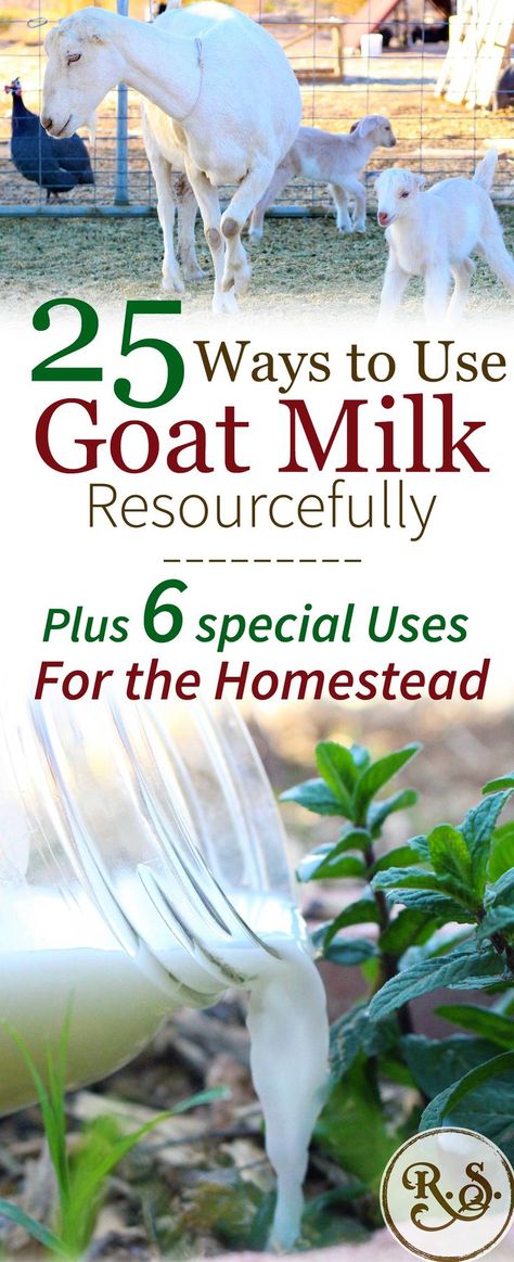 Dairy goat milk is a wonderful resource on the homestead. Once you start milking goats you’ll have times when you have way more milk than your family can drink! Here are lots of ways to get your brain thinking and solve that problem of excess milk. Butter From Goat Milk, Things To Make With Goats Milk, Things To Do With Goats Milk, Milking Room Goat, Things To Make From Goats Milk, Easy Goat Milk Recipes, Fresh Goat Milk Recipes, Best Goat Breeds For Milk, What Can I Make With Goat Milk