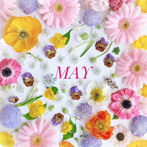 Silly Sayings, Angled Bobs, All The Months, Hello May, Month Flowers, New Month, Flowers Plants, May 2024, Cover Photo