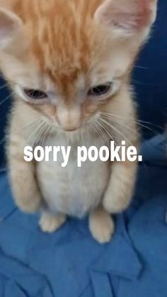 Pookie Reaction Pic, Cat Saying Sorry, No Cat Meme, Cute Kitten Meme, Pookie Cat, Cat Sorry, Cat Age Chart, Cat Weird, Cat And The Hat