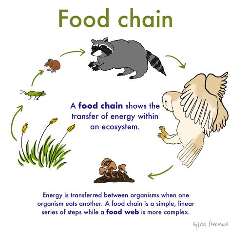 Food Chain — Definition & Examples - Expii Food Chain Diagram, Simple Food Chain, Food Definition, Grazing Food, Trophic Level, Body Science, Human Body Science, Getting More Energy, Plant Lights