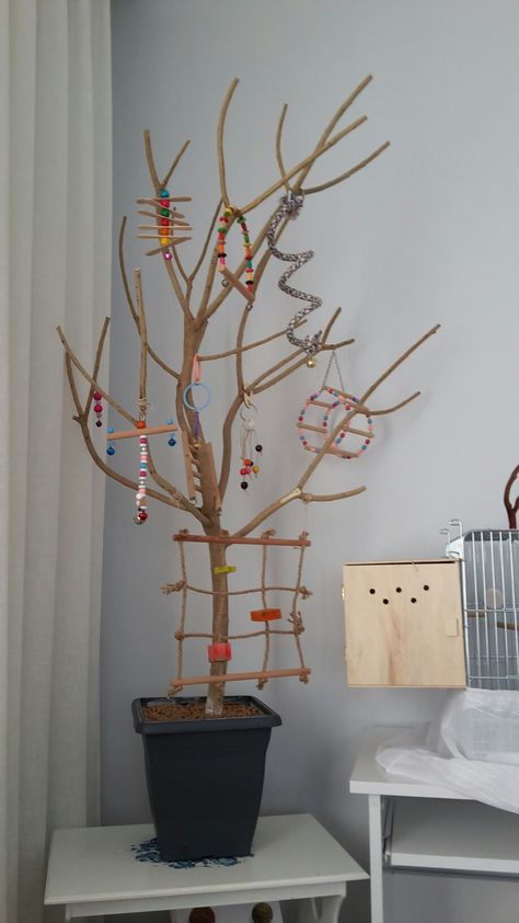 Birds At Home, Bird Corner Ideas, Cockatiel Playground Diy, Bird Perch Diy, Bird Perch Ideas, Bird Room Ideas Diy, Pet Bird Aesthetic, Bird Room Ideas, Parrot Playground