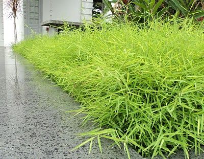 Bamboo Grass (Pogonatherum crinitum) Malaysian Garden, Tree Psd, Trees Nursery, Garden Entry, Root Plants, Plants Nursery, Bamboo Grass, Hedging Plants, Grasses Landscaping