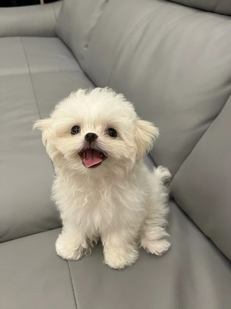 White Fluffy Dog, White Maltese, Cute White Dogs, Super Cute Puppies, Cute Small Animals, Maltese Dog, Cute Animals Puppies, Very Cute Dogs, Puppies And Kitties