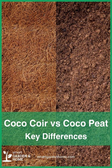 Discover the perfect match for your plants: Coco Coir vs Coco Peat!

Both eco-friendly options, they offer lightweight, airy, and nutrient-rich soil for healthy growth.

Learn more about their benefits here! Composting Methods, Coco Peat, Planting Fruit Trees, Hydroponic Garden, Coco Coir, Coconut Husk, Acid Loving Plants, Coconut Hair, Eco Friendly Garden