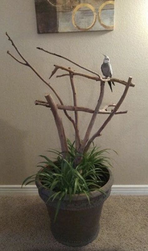 have one of these in my bedroom, the living room in the main house, and in the lounge in the lounge house and one in the bathroom. Diy Perches For Birds, Diy Cockatiel Play Gym, Diy Bird Perch Stand, Diy Bird Stand, Bird Perch Diy, Bird Perch Ideas, Bird Stands Diy Ideas, Bird Aviary Ideas Outdoor, Diy Bird Perch