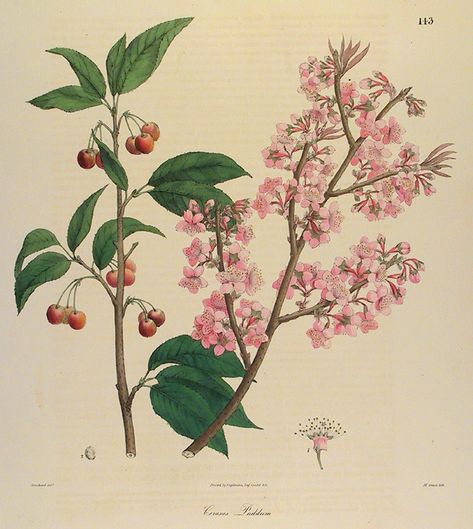 Cerasus puddum. [Cherry]. Plate 143.  by Nathaniel  Wallich. Published by Englemann, Graf, Coindet & Co. From Nathaniel Wallich’s “Plantae Asiaticae Rariores.” Lithograph, 1829-32. Cherry Blossom Vintage Illustration, Cherry Blossom Vintage, Cherry Blossom Botanical Illustration, Vintage Cherry Blossom, Cherry Blossoms Illustration, Family Tree Poster, Sogetsu Ikebana, Pine Tree Tattoo, Tree Textures