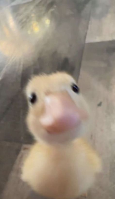 Cursed Duck, Duck Teeth, Cute Duck Wallpaper, Ducks Wallpaper, Duck Aesthetic, Duck Pfp, Funny Ducks, Silly Duck, Funny Animal Pics