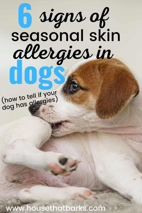 Discovering the crucial signs of skin allergies in dogs! Keep an eye out for these signs and stay informed to keep your pup happy and healthy! #dogallergies, #dogskinallergies, #skinallergies, #dogs, #doglovers, #doghealth Natural Itch Relief For Dogs, Dog Itching Remedies Skin, Dog Skin Allergy Remedies, Dog Allergy Remedies Itch Relief, Skin Allergy Remedies, Dog Chewing Paws, Seasonal Allergy Remedies, Dog Allergy Remedies, Allergy Relief For Dogs