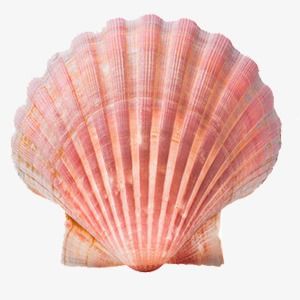 Pictures Of Shells, Shell Png Aesthetic, Seashell Png Aesthetic, Sea Shells Reference, Seashell Reference Photo, Pink Shell Aesthetic, Sea Shell Reference, Shell Reference Photo, Mermaidcore Png