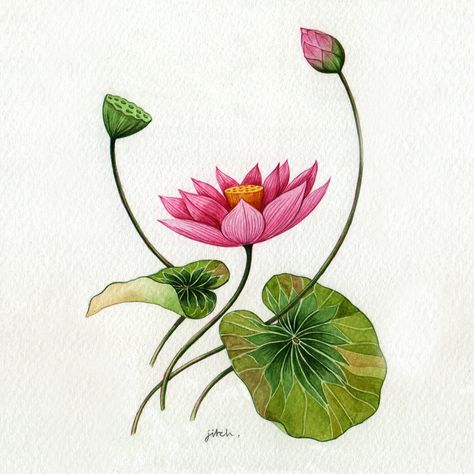 Botanical watercolours on Behance Pichwai Flowers, Pichwai Elements, Watercolour Lotus, Pichwai Lotus, Lotus Illustration, Lotus Motif, Botanical Flowers Print, Indian Wedding Invitation Card Design, Saree Painting