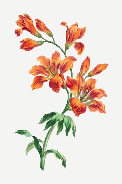 Orange Lily, Vintage Floral Art, Flower Png Images, John Edwards, Botanical Flower Art, Illustration Botanique, Floral Art Print, Flower Art Images, Vector Flowers