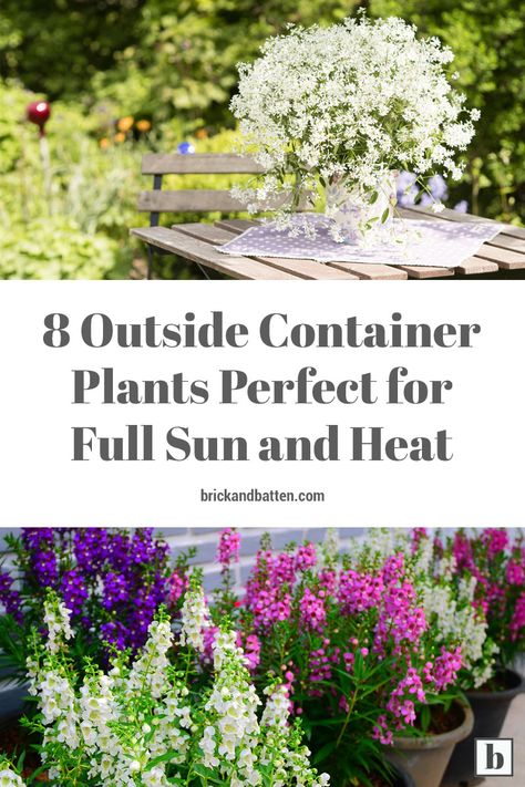 8 Summer Container Plant Ideas for Full Sun and Heat Potted Plants Full Sun, Full Sun Container Plants, Full Sun Flowers, Garden Escape, Plants In Pots, Patio Flowers, Porch Flowers, Potted Plants Outdoor, Full Sun Plants