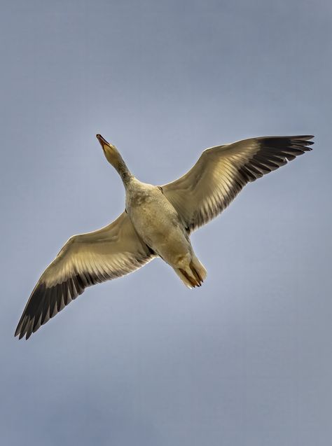 Snow Goose flying overhead. Flying Goose Illustration, Snow Goose Tattoo, Goose Flying, Duck Flying, Goose Drawing, Goose Tattoo, Flying Photography, Flying Goose, Geese Flying