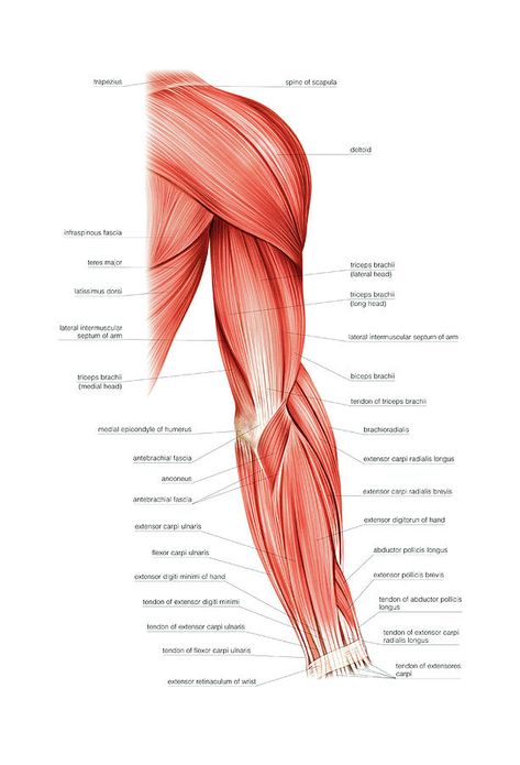 Arm Muscle Diagram, Muscles Of The Arm Anatomy, Arm Muscles Anatomy Reference, Arms Muscles Anatomy, Body Muscles Anatomy Drawings, Anatomy Of Arm, Arm Muscles Drawing, Hand Muscles Anatomy, Arm Muscles Anatomy